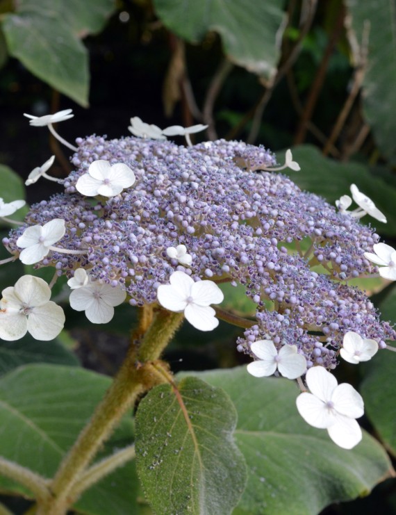 Hydrangea aspera 'Macrophylla' (= sargentiana) (Hortensia - Waterstruik)