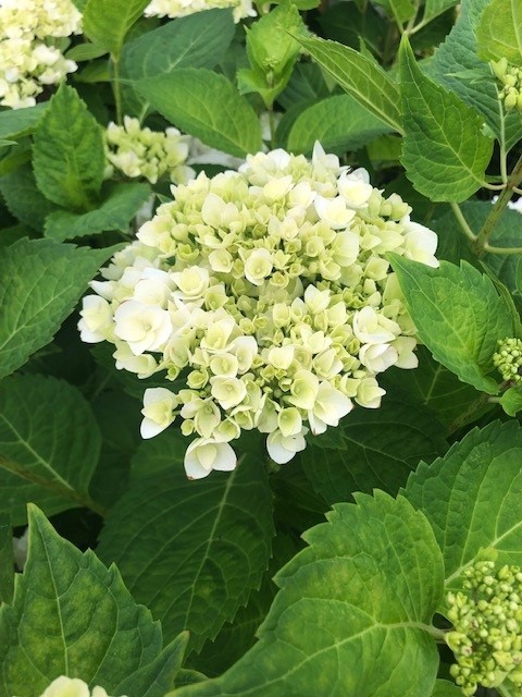 Hydrangea macrophylla 'Endless Summer' 'The Bride' (Hortensia - Waterstruik)