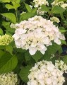 Hydrangea macrophylla 'Endless Summer' 'The Bride' (Hortensia - Waterstruik)