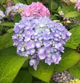 Hydrangea macrophylla 'Endless Summer' 'The Original' (Hortensia - Waterstruik)