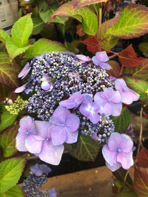 Hydrangea macrophylla 'Endless Summer' Twist-n-Shout (Hortensia - waterstruik)