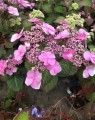 Hydrangea macrophylla 'Endless Summer' Twist-n-Shout (Hortensia - waterstruik)