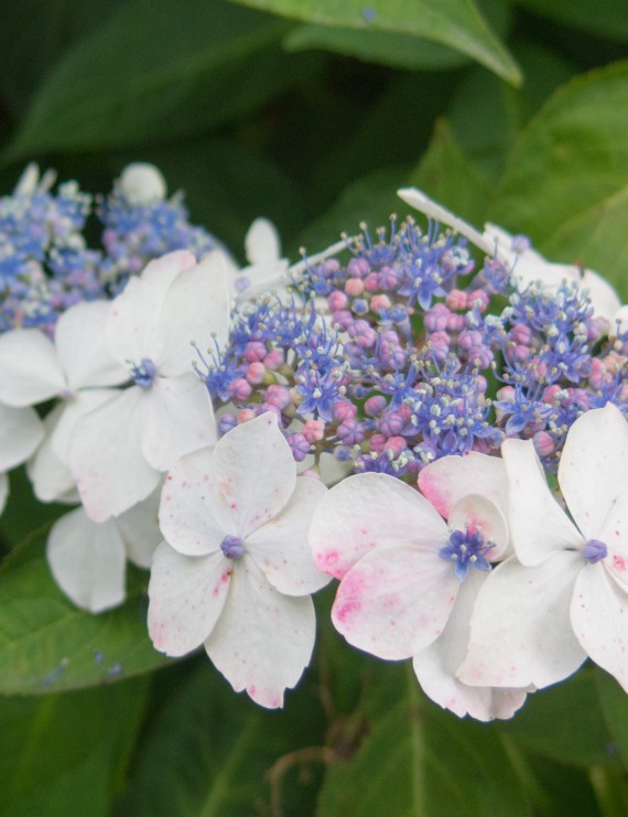 Hydrangea macrophylla 'White Wave' (Hortensia - Waterstruik)