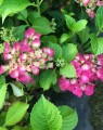 Hydrangea macrophylla 'Alpengluhen'  (Hortensia - Waterstruik)