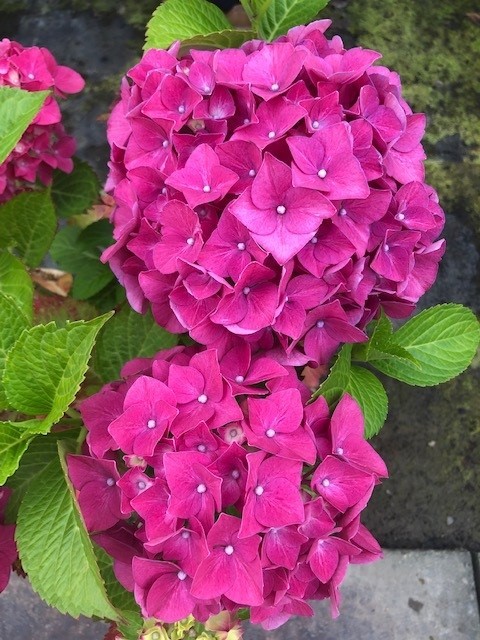 Hydrangea macrophylla 'Glowing embers'  (Hortensia - Waterstruik)