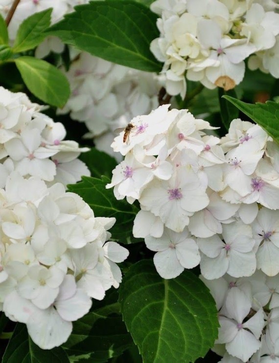 Hydrangea macrophylla 'Madame Mouliere'  (Hortensia - Waterstruik)