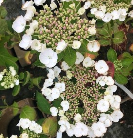 Hydrangea macrophylla 'Teller wit' (='Libelle') (Hortensia - Waterstruik)