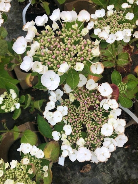Hydrangea macrophylla 'Teller wit' (='Libelle') (Hortensia - Waterstruik)