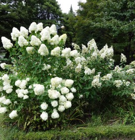 Hydrangea paniculata 'Grandiflora' (Houthortensia)