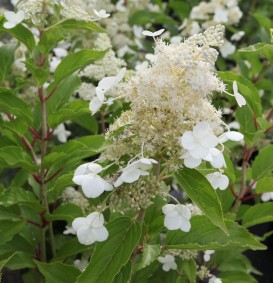 Hydrangea paniculata  'Kyushi' (Houthortensia)