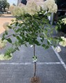 Hydrangea paniculata 'Limelight' (Houthortensia)