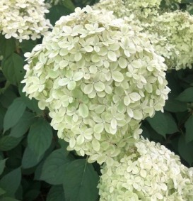 Hydrangea paniculata 'Limelight' (Houthortensia)