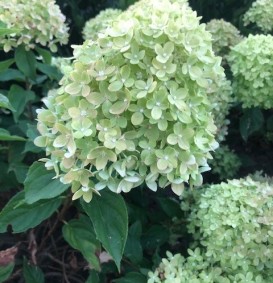 Hydrangea paniculata 'Little Lime' (Houthortensia)