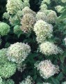 Hydrangea paniculata 'Little Lime' (Houthortensia)