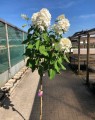Hydrangea paniculata 'Phantom' (Houthortensia)