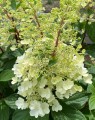 Hydrangea paniculata 'Pinky Winky' (Houthortensia)