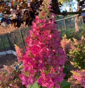 Hydrangea paniculata 'Pinky Winky' (Houthortensia)