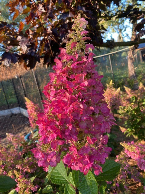 Hydrangea paniculata 'Pinky Winky' (Houthortensia)