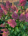 Hydrangea paniculata 'Pinky Winky' (Houthortensia)