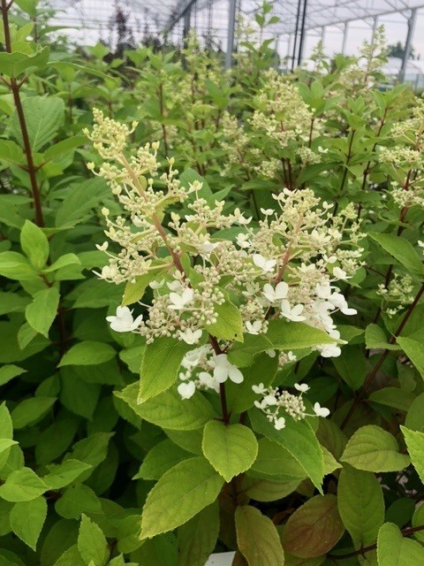 Hydrangea paniculata 'Tardiva' (Houthortensia)