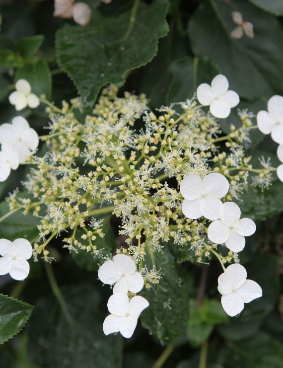 Hydrangea anomala ssp. petiolaris (Klimhortensia) Hydrangea anomala ssp. petiolaris (Klimhortensia)