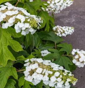 Hydrangea quercifolia 'Sikes Dwarf' (Eikenbladhortensia)