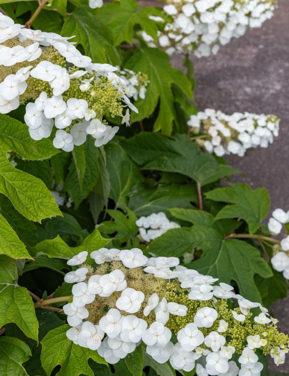 Hydrangea quercifolia 'Sikes Dwarf' (Eikenbladhortensia)