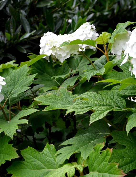 Hydrangea quercifolia 'Snow Queen' (Eikenbladhortensia)
