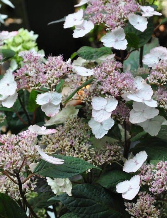 Hydrangea serrata. 'Intermedia' (=acuminata) (Hortensia - Waterstruik)