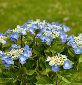Hydrangea macrophylla 'Teller blauw' (=Blaumeise') (Hortensia - Waterstruik)