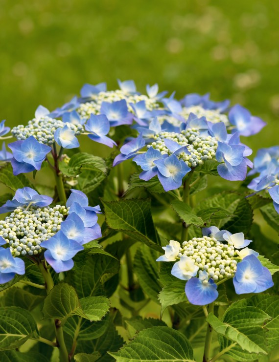 Hydrangea macrophylla 'Teller blauw' (=Blaumeise') (Hortensia - Waterstruik)