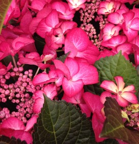 Hydrangea macrophylla 'Teller rood' ('Rotkelchen') (Hortensia - Waterstruik)
