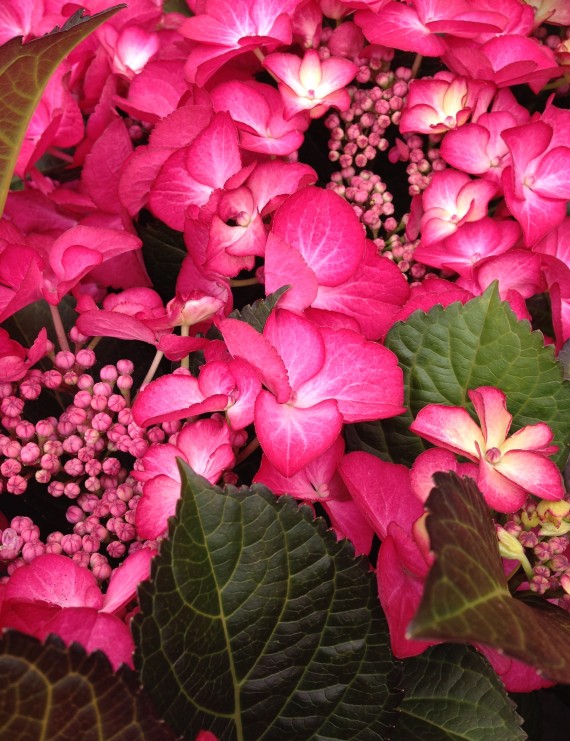 Hydrangea macrophylla 'Teller rood' ('Rotkelchen') (Hortensia - Waterstruik)