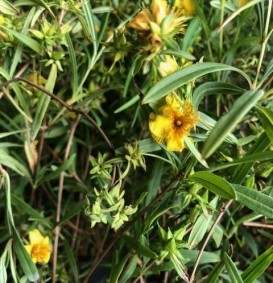 Hypericum densiflorum 'Buttercup' (Hertshooi - Sint Janskruid)