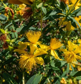 Hypericum calycinum  (Hertshooi)