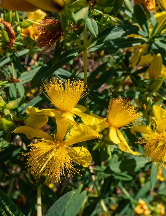 Hypericum calycinum  (Hertshooi)