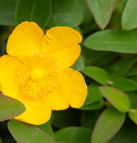 Hypericum dummeri 'Peter Dummer' (Hertshooi)