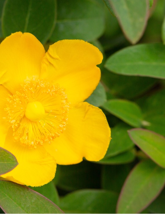 Hypericum dummeri 'Peter Dummer' (Hertshooi)