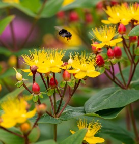 Hypericum inodorum 'Exellent Flair' (Hertshooi)