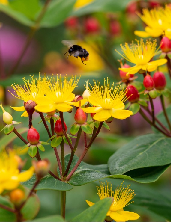 Hypericum inodorum 'Exellent Flair' (Hertshooi)