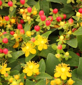 Hypericum inodorum 'Rheingold' (Hertshooi)
