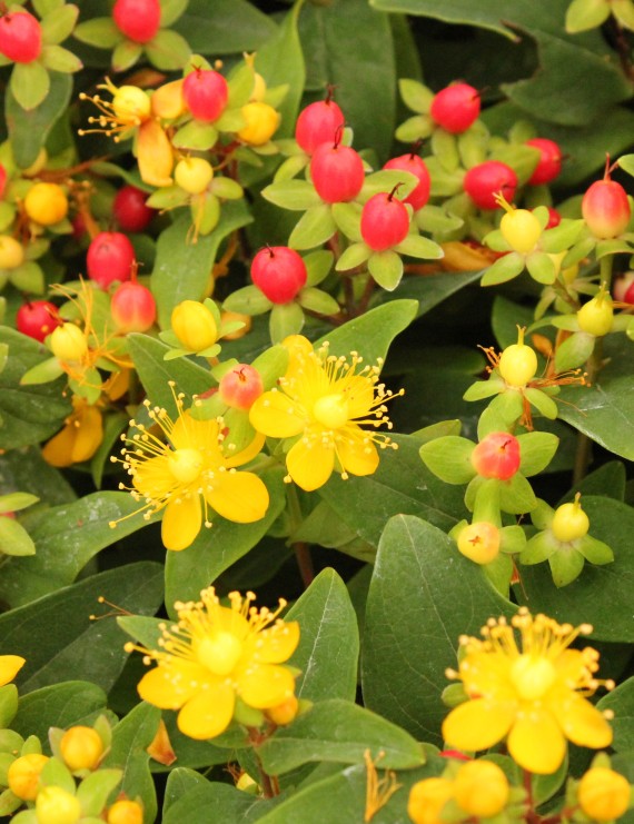 Hypericum inodorum 'Rheingold' (Hertshooi)