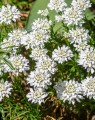 Iberis sempervirens (Scheefkelk)