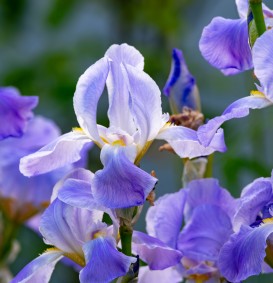 Iris germanica 'Babbeling Brook' (Zwaardlelie of Lis)