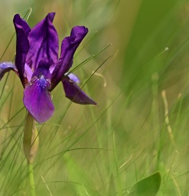 Iris germanica 'Black Knight' (Zwaardlelie of Lis)