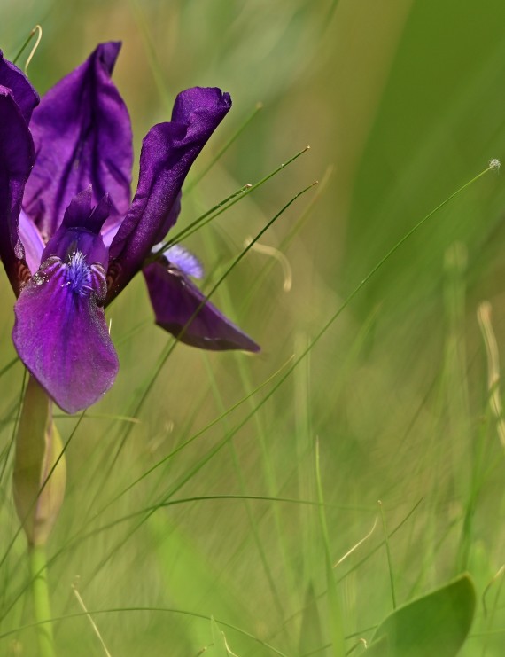 Iris germanica 'Black Knight' (Zwaardlelie of Lis)