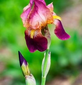 Iris germanica 'Indian Chief' (Zwaardlelie of Lis)