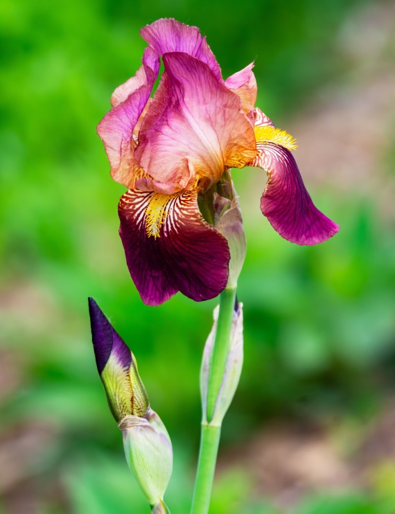Iris germanica 'Indian Chief' (Zwaardlelie of Lis)