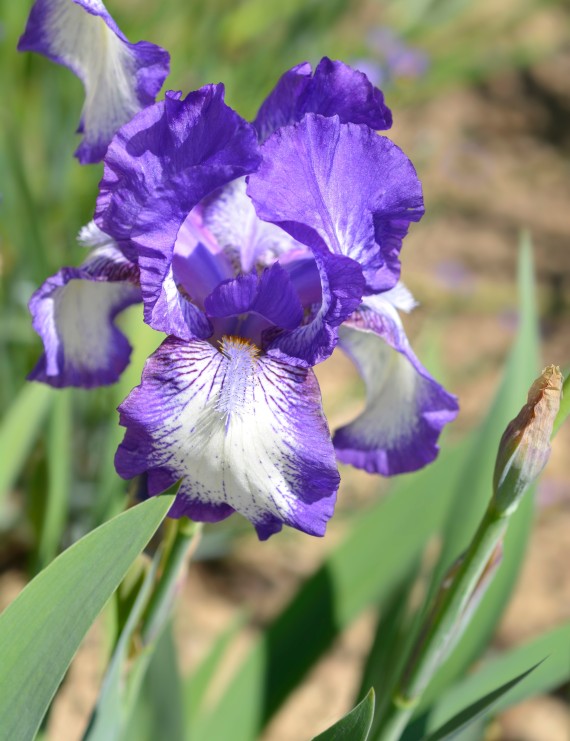Iris germanica 'Loop de Loop' (Zwaardlelie of Lis)