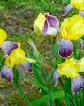 Iris germanica 'Nibelungen' (Zwaardlelie of Lis)